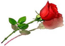 valentine rose Pictures, Images and Photos